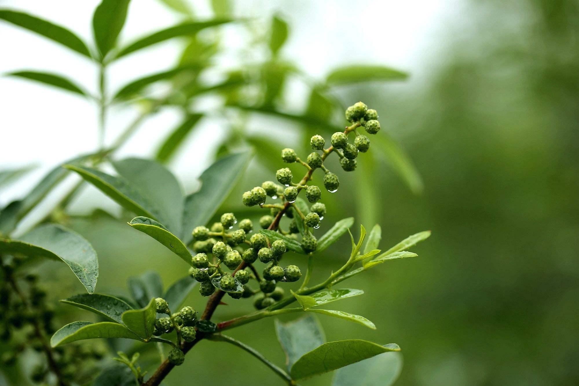 精品青花椒｜藤椒